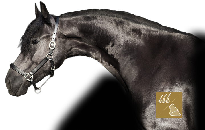 Kat equinova fell hufe